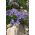 Campanule des Carpates - Mélange - Campanula carpatica - Charmantes clochettes estivales - Graines fraîches
