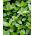 Majoran - Origanum majorana - Perfekt für Suppen und Fleischgerichte - Samen