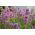 Hoa oải hương thật, hạt oải hương tốt - Lavendula vera - 180 hạt - Lavendula officinalis