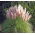 Pink Pampas Grass zaden - Cortaderia selloana - 156 zaden