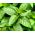 بذور النعناع - النعناع piperita -   البذور - Mentha piperita - ابذرة