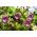 Klockranka - lila - Cobaea scandens - Perfekt för lövgångar, verandor och balkonger - Färska frön