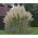 Pampas Graszaden - Cortaderia selloana - 156 zaden