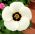 Ajannäyttäjä - 220 siemenet - Hibiscus trionum
