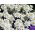 Evergreen Candytuft, flerårige Candytuft frø - Iberis sempervirens - 125 frø