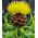 Giant Knapweed - Centaurea macrocephala - Perfect for Dried Bouquets, High Ornamental Value - Fresh Seeds