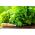 Kişniş tohumları - Kişniş sativum - 300 tohum - Coriandrum sativum