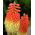 Tritoma, Red Hot Poker - Kniphofia uvaria - Striking Torch-Like Blooms in Fiery Colours - Fresh Seeds