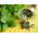 Thee Middag Herb Mix zaden - 