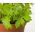 Liperi - 130 siemenet - Levisticum officinale