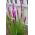 Gayfeather - Pink - Liatris spicata - Majestic Violet Spires - Fresh Seeds