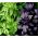 Basil, Thái trộn hạt húng quế - Ocimum basilicum - 325 hạt