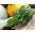 Ornamental Gourd - Autumn Wings - Perfect for Autumn Displays and Decorations - Fresh Seeds