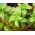 بذور النعناع - النعناع piperita -   البذور - Mentha piperita - ابذرة