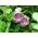 Klockranka - lila - Cobaea scandens - Perfekt för lövgångar, verandor och balkonger - Färska frön