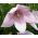 Platycodon - Rosa - Platycodon grandiflorus - Fioriture eleganti per giardini soleggiati - Semi Freschi