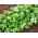 Kişniş tohumları - Kişniş sativum - 300 tohum - Coriandrum sativum
