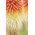 Tritoma, Red Hot Poker - Kniphofia uvaria - Striking Torch-Like Blooms in Fiery Colours - Fresh Seeds