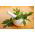 Liperi - 130 siemenet - Levisticum officinale