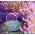 Hoa oải hương thật, hạt oải hương tốt - Lavendula vera - 180 hạt - Lavendula officinalis