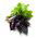 Basil, Thái trộn hạt húng quế - Ocimum basilicum - 325 hạt