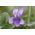 달콤한 바이올렛, 영어 바이올렛 씨앗 - 비올라 odorata - 120 씨앗 - Viola odorata