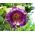 Klockranka - lila - Cobaea scandens - Perfekt för lövgångar, verandor och balkonger - Färska frön
