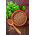 Kişniş tohumları - Kişniş sativum - 300 tohum - Coriandrum sativum