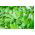 Liperi - 130 siemenet - Levisticum officinale