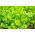 Kişniş tohumları - Kişniş sativum - 300 tohum - Coriandrum sativum