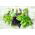 Basil, Thái trộn hạt húng quế - Ocimum basilicum - 325 hạt