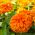 Zinnia - Dahlia-flowered - Mixed - Zinnia elegans - Bold Blooms, Stunning Floral Displays - Fresh Seeds