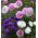 Aster - Ostrich Feather - Mixed - Callistephus chinensis - Perfect for Cutting & Borders - Fresh Seeds