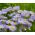 Indiile de Est Semințe Aster - Aster tongolensis - 160 semințe