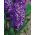 ผักตบชวาสีม่วงดาว - ผักตบชวาม่วงดาว - 3 หลอด -  Hyacinthus orientalis