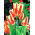 Tulipa Sylvia Warder - Tulpe Sylvia Warder - 5 Zwiebeln