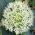 Allium karataviense - 3 bulbi - Allium karataviense Ivory Queen