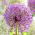 Allium Mars