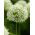 Decoratieve knoflook - Mont Blanc - Allium Mont Blanc