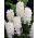 Hyacint - Carnegie - pakket van 3 stuks -  Hyacinthus orientalis