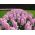 Almindelig hyacint - Fondant - pakke med 3 stk -  Hyacinthus orientalis