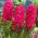 ผักตบชวาแจนบอส - ผักตบชวาแจนบอส - 3 หลอด -  Hyacinthus orientalis