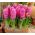 Jacinto - Pink Pearl - pacote de 3 peças -  Hyacinthus orientalis 