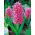 Jacinto - Pink Pearl - pacote de 3 peças -  Hyacinthus orientalis 