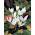 Crocus Ochroleucus - 10 bulbs