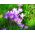  Krokus Speciosus - pakke med 10 stk - Crocus Speciosus