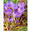  Krokus Speciosus - pakke med 10 stk - Crocus Speciosus