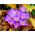  Krokus Speciosus - pakke med 10 stk - Crocus Speciosus