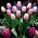Tulipa Pink Diamond - Tulip Pink Diamond - 5 lampu