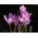Colchicum Liliac Wonder - Luncă de toamnă Șofran Liliac Wonder - bulb / tuber / rădăcină - Colchicum